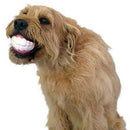 Pet Dog Puppy Ball Teeth Silicon Chew Toys Sound Novelty